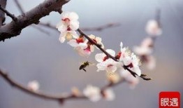 桃花开在线观看,在线赏花，共赴春日浪漫之旅